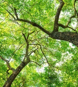 自然界常見的形狀是什麼? 3 Tree Designed by Freepik